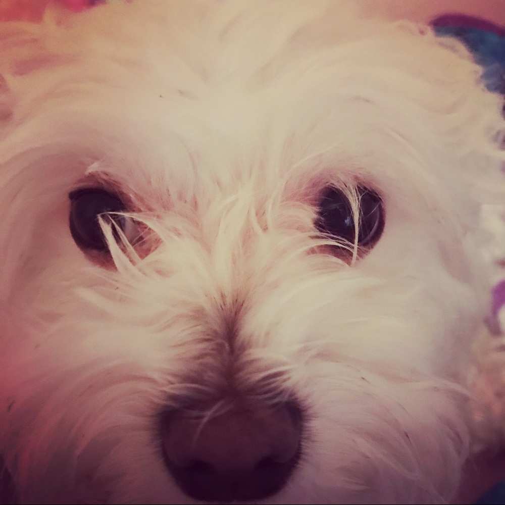 Meet your Posher, Carolina